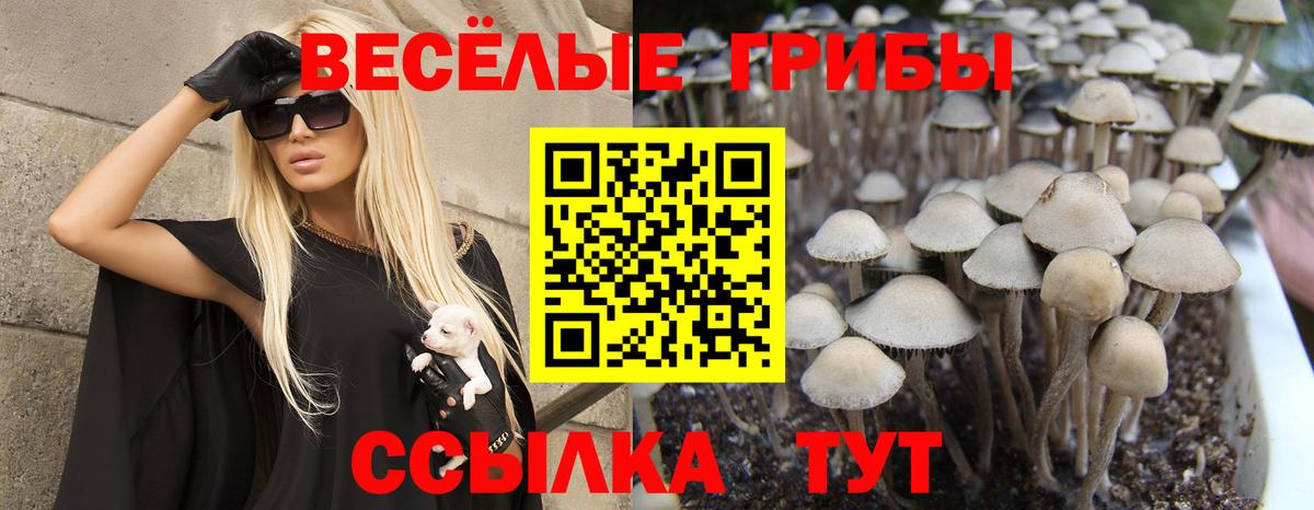 Псилоцибиновые грибы Psilocybine cubensis  Вход с VPN  Горно-Алтайск  Галлюциногенные грибы Psilocybe 